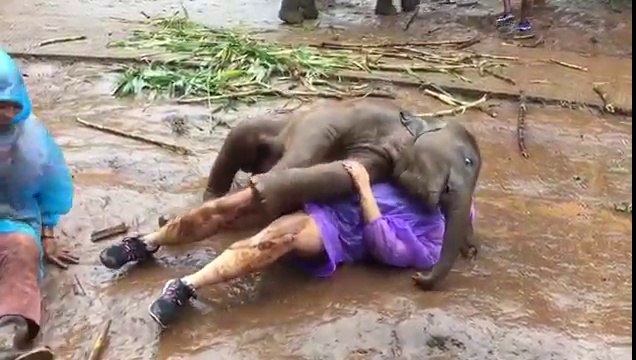 Un éléphanteau montre beaucoup trop d'amour à cette femme