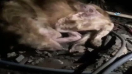 Kazada Yaralandığı Zannedilen Köpekten Şarapnel Parçası Çıktı