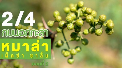กบนอกกะลา : หมาล่า เผ็ดซ่า ชาลิ้น (2) ช่วงที่ 2/4 (30 ส.ค.61)
