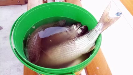 Amatör balıkçıların yeni gözdesi Boğluca deresi