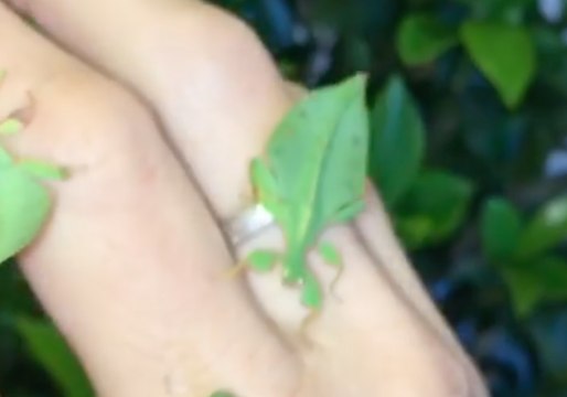 Baby Leaf Insects Hold Dance Party On Owner's Hand