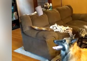 Fascinated Dog Can't Keep Away From Wind Chime