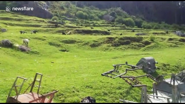 Brazen leopard hunts goat in front of helpless shepherds