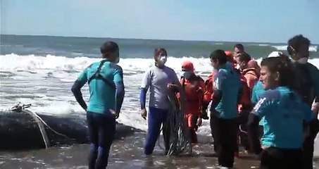 Whale stranded on Argentine beach returned to sea after 2-day operation