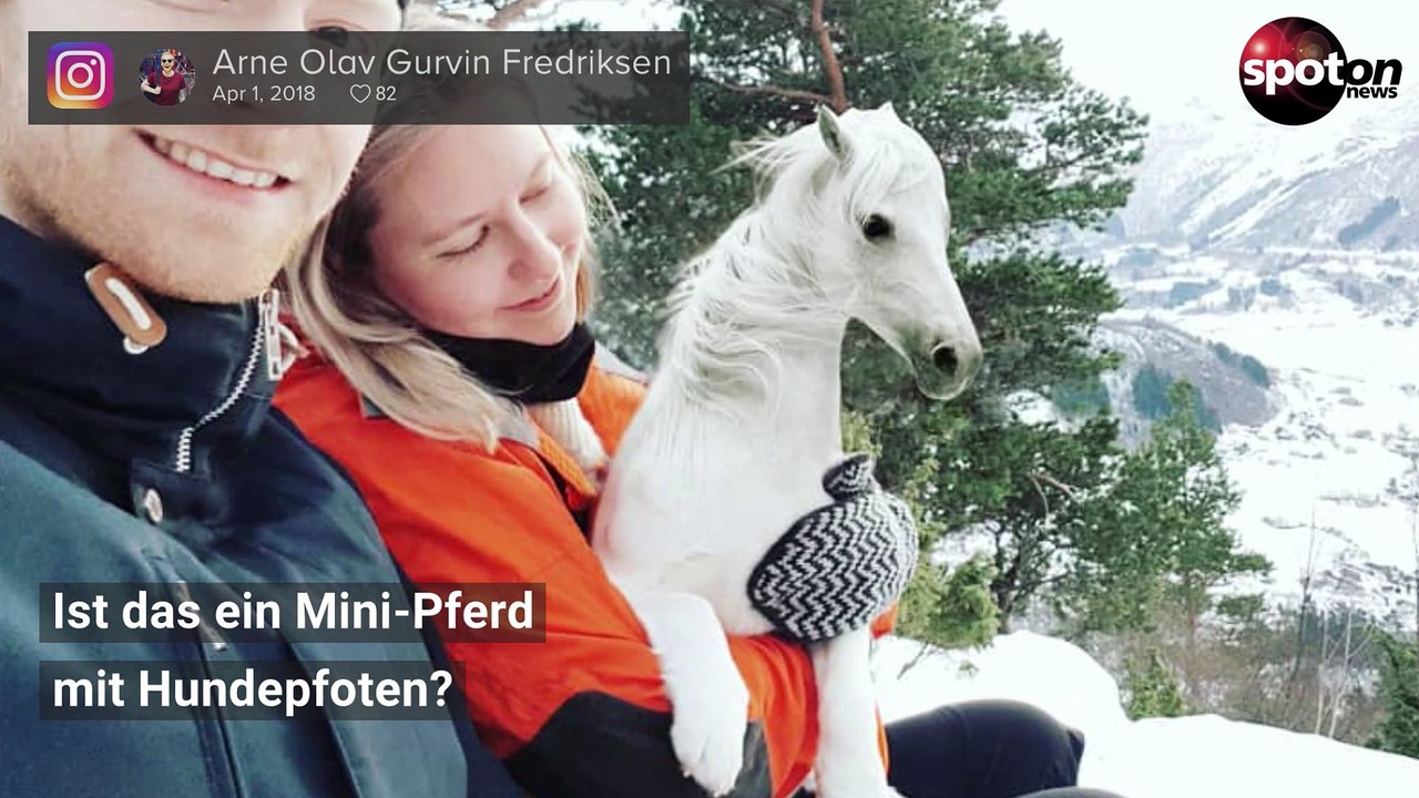 Seehund-Pony und Lama-Schwan: Das sind die skurrilsten Tierfotos