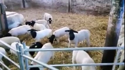 Dorper Koyun Irkı Yetiştiriciliği