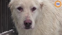 Il sauve la vie d'un chien coincé dans un tuyau de drainage en Roumanie !