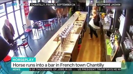 Bir yarış atı, bara böyle daldı!