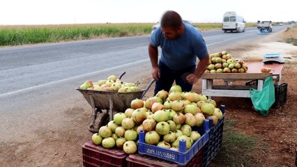 Suruç narının hasadına başlandı