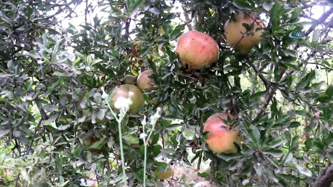 Suruç Narının Hasadına Başlandı