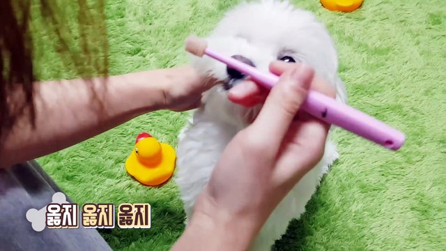 Dog fleece war begins! Brushing dogs