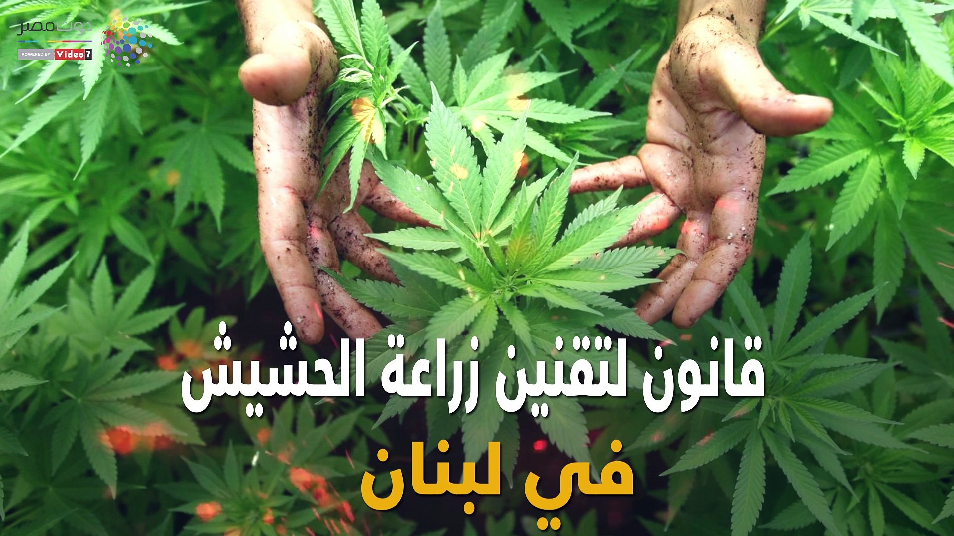 قانون لتقنين زراعة الحشيش في لبنان - فيديو Dailymotion
