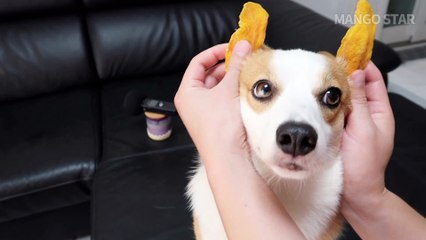 Mango meets with a mango. Wrong meeting -! Mango