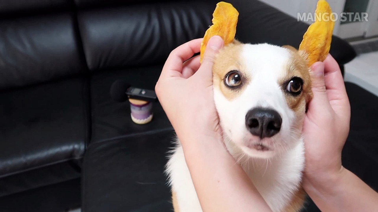 Mango meets with a mango. Wrong meeting -! Mango