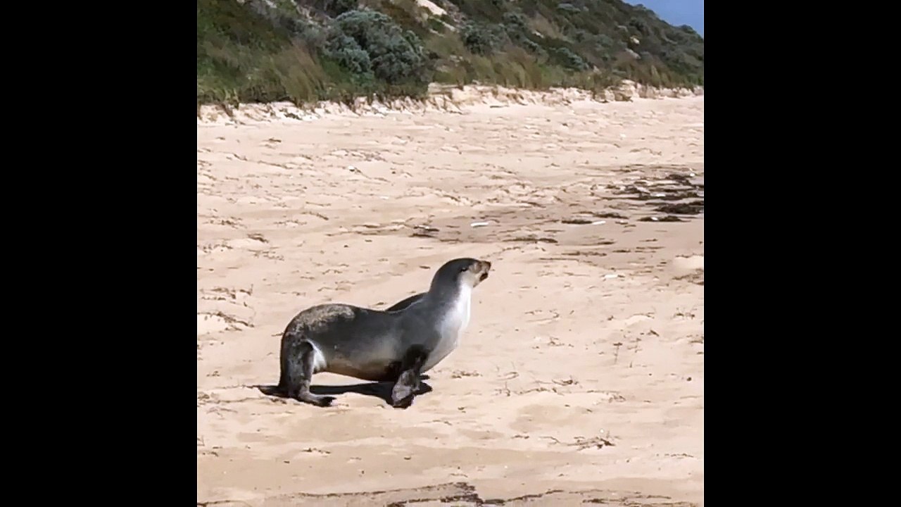 Lazy sea lion not ready to wake up yet