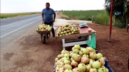 Suruç Narının Hasadına Başlandı