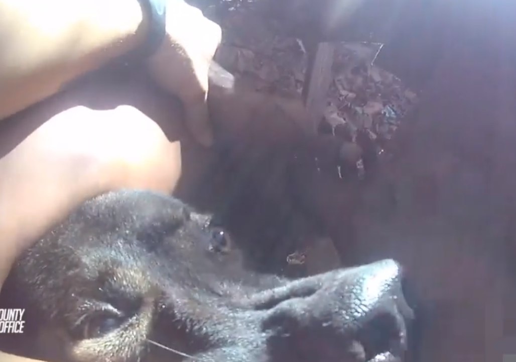 Florida Police Dog Rambo Takes a Bite Out of Fleeing Suspect