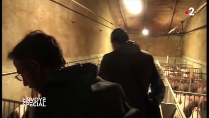 Quand les cochons deviennent cannibales : la réalité peu appétissante derrière la fabrication du jambon de Parme