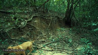 Brave_boy_Rescue_his_Dog_from_Anaconda_in_the_forest_-_Brave_Wilderness
