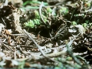 David Attenborough - Élő Bolygó - 03 - Északi Erdő