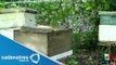 Enjambre de abejas pica a 120 estudiantes en Colima; no hay víctimas mortales