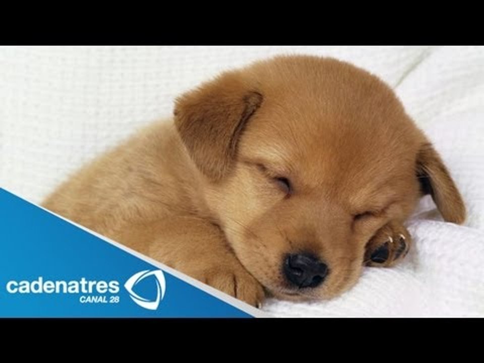 Paty Ruíz, autora de "Milagros Caninos" habla de su libro