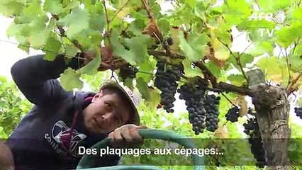 Quand les rugbymen découvrent leur "raisin-d'être"