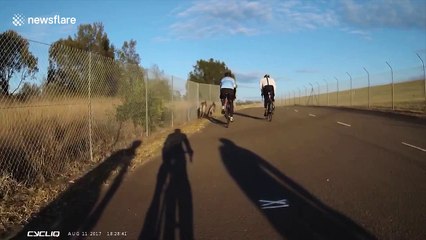 Suddenly, kangaroo: cyclist gets struck by animal in Australia