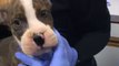 Puppies Rescued After Being Found With Rubber Bands Forcing Mouths Shut