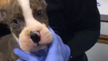 Puppies Rescued After Being Found With Rubber Bands Forcing Mouths Shut