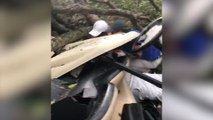 Man injured after tree falls on golf buggy