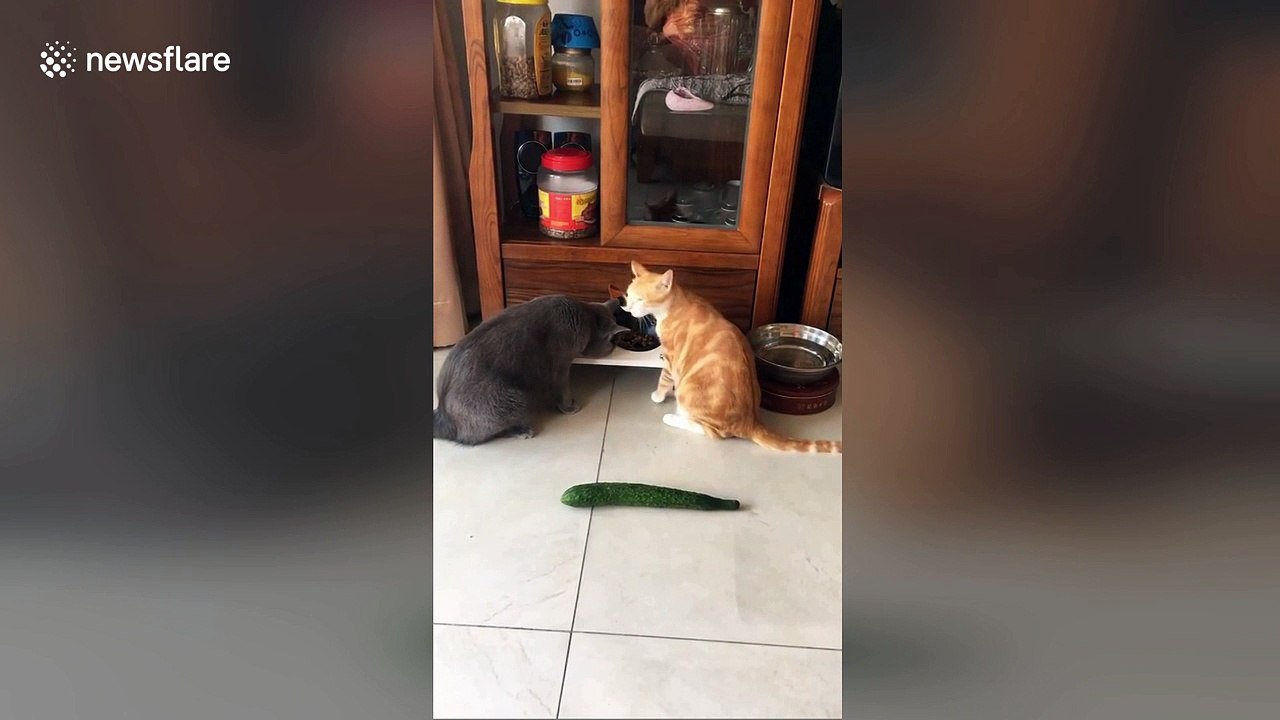 Confused cat leaps several feet away when scared by cucumber