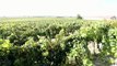 Pour les Côtes-du-Rhône, 2018 sera un très bon cru... mais pas un vin de garde