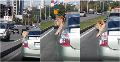 Leão passeia de carro com os donos em pleno centro de uma cidade russa