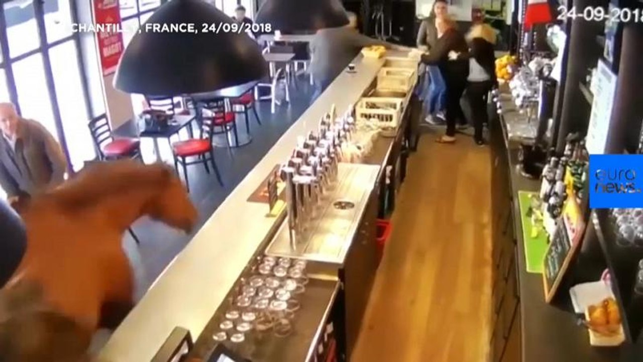 Chantilly: Was macht das Pferd in der Bar?