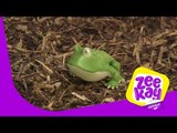 Froggie! | Waybuloo | ZeeKay Junior