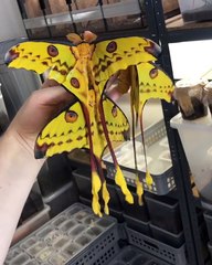 As borboletas mais lindas do mundo