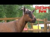 Babysitters | Big Barn Farm | ZeeKay Junior