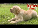 Gobo's New Friend | Big Barn Farm | ZeeKay Junior