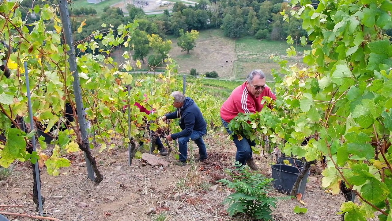 Les élus aux commandes des vendanges