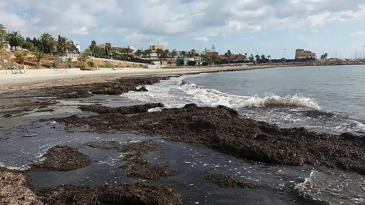 Algas en La Torre de la Horadada