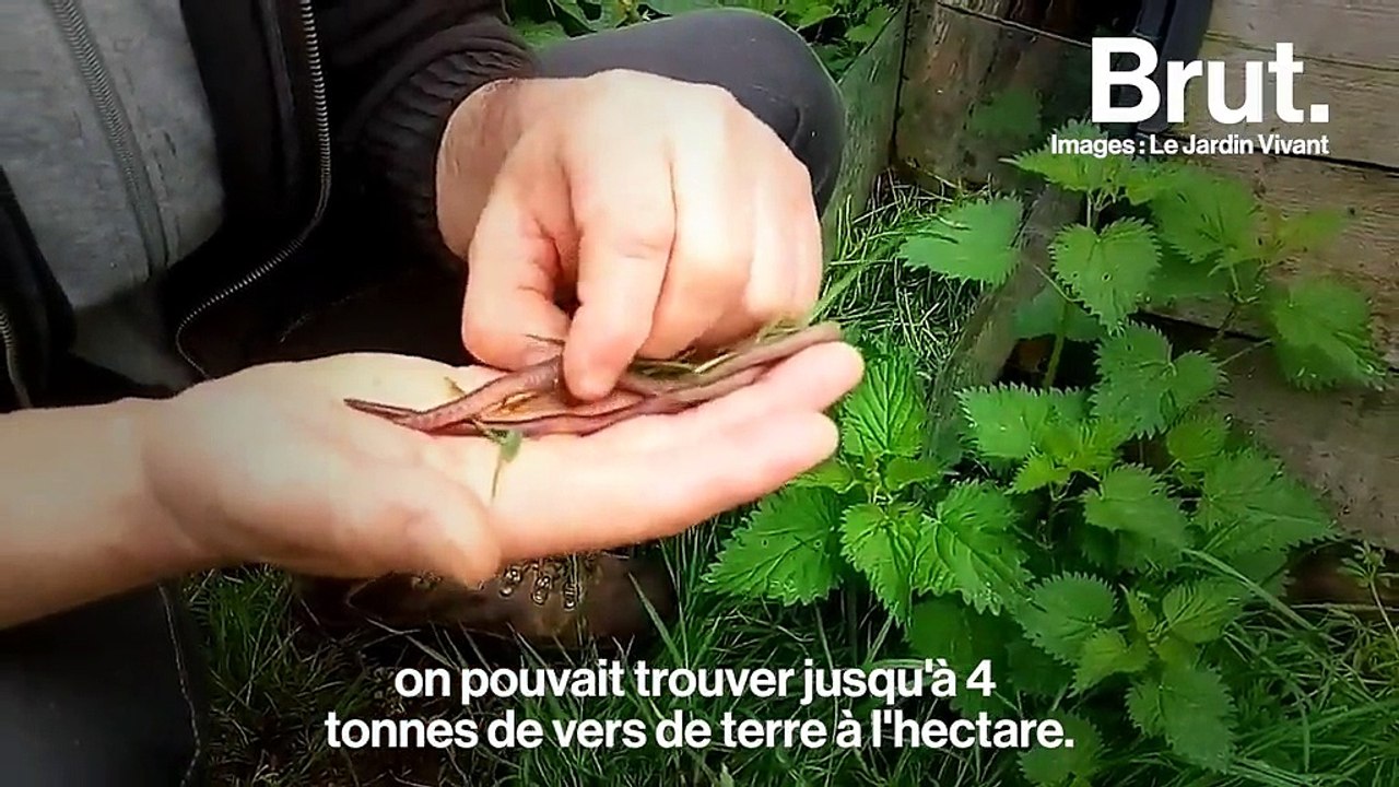 Pourquoi les vers de terre sont-ils absolument nécessaires ?