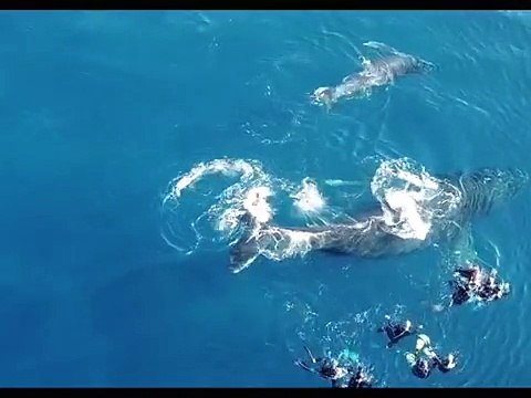 Un groupe de baigneurs attaqué par une baleine (La Réunion)