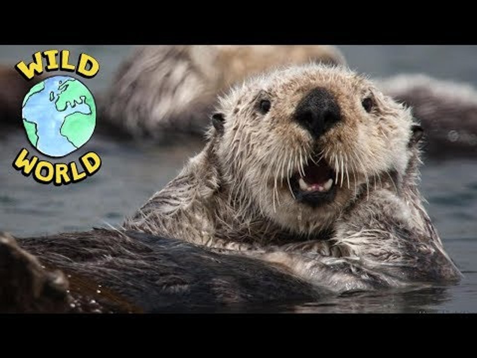 Wild World  - Sea Otter | ZeeKay