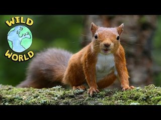 Wild World  - Red Squirrel | ZeeKay