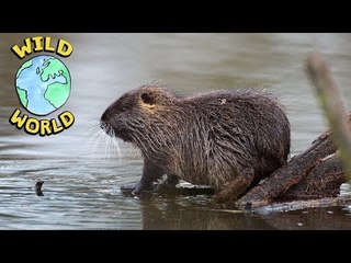 Wild World - Alpine Marmot | ZeeKay