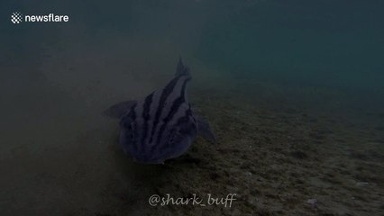 Shark in pyjamas? Odd South African creature rocks stripes