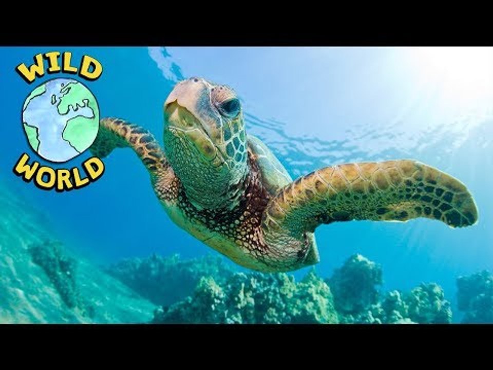 Wild World - Loggerhead Turtle | ZeeKay