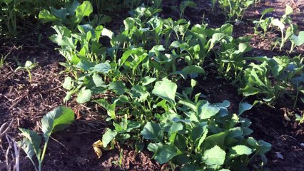 Quer aprender a  plantar couves? Lá Vai Maria -Portugal