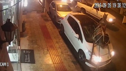 Affolé, ce cheval termine dans le pare-brise d'une voiture !